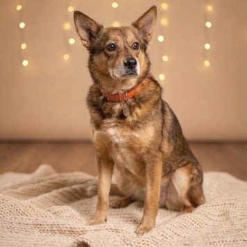 Собаки в добрые руки - Вера - 3