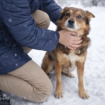 Собаки в добрые руки - Вера - 4