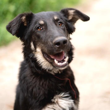Собаки в добрые руки - Юлиан