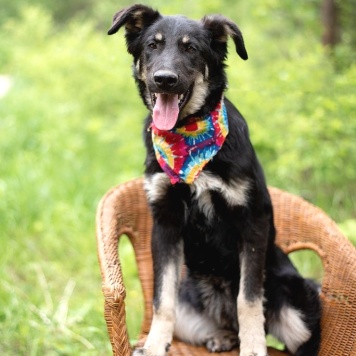 Собаки в добрые руки - Юлиан - 2