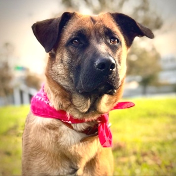 Собаки в добрые руки - Джинка - 1