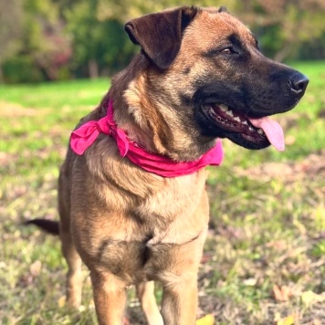 Собаки в добрые руки - Джинка - 2