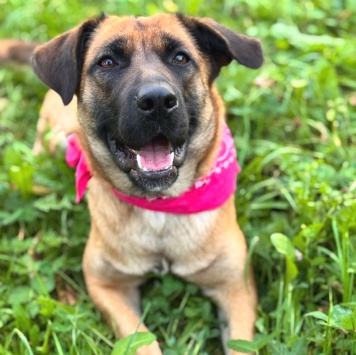 Собаки в добрые руки - Джинка - 4