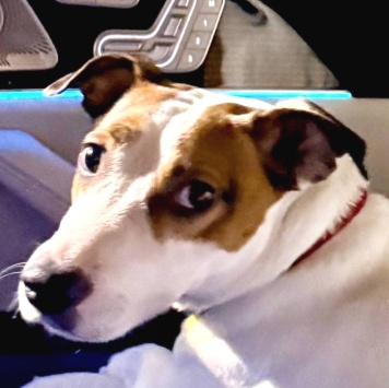 Собаки в добрые руки - Тео