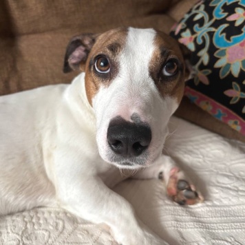 Собаки в добрые руки - Тео - 1