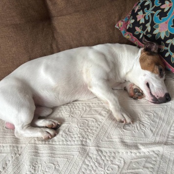 Собаки в добрые руки - Тео - 2