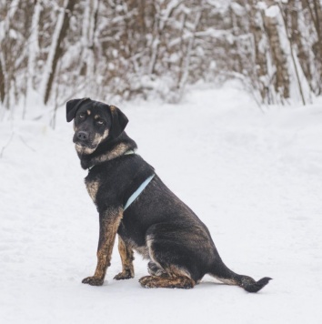 Собаки в добрые руки - Северус