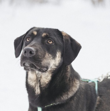 Собаки в добрые руки - Северус - 1