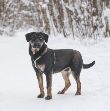 Собаки в добрые руки - Северус - 2