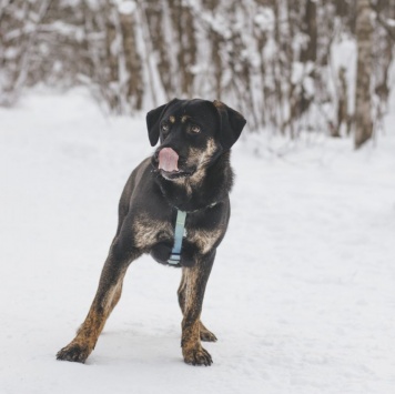 Собаки в добрые руки - Северус - 3