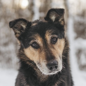 Собаки в добрые руки - Антей