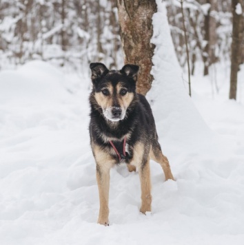 Собаки в добрые руки - Антей - 1