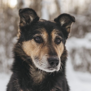 Собаки в добрые руки - Антей - 3