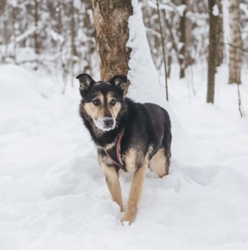Собаки в добрые руки - Антей - 4