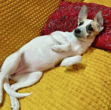 Собаки в добрые руки - Юна