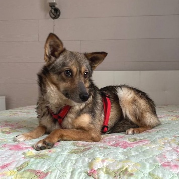 Собаки в добрые руки - Люси