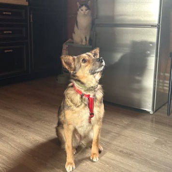 Собаки в добрые руки - Люси - 1