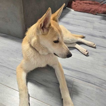 Собаки в добрые руки - Чапа