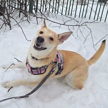 Собаки в добрые руки - Чапа - 1