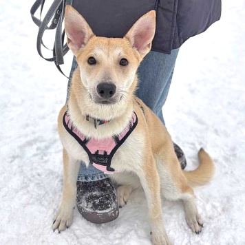 Собаки в добрые руки - Чапа - 2