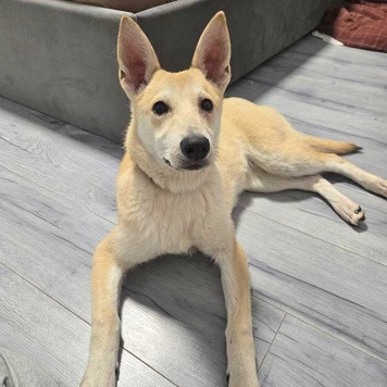 Собаки в добрые руки - Чапа - 3