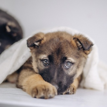 Собаки в добрые руки - Мия