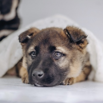 Собаки в добрые руки - Мия - 1