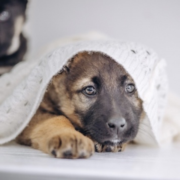 Собаки в добрые руки - Мия - 2