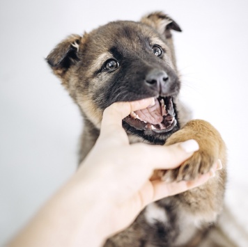 Собаки в добрые руки - Мия - 3