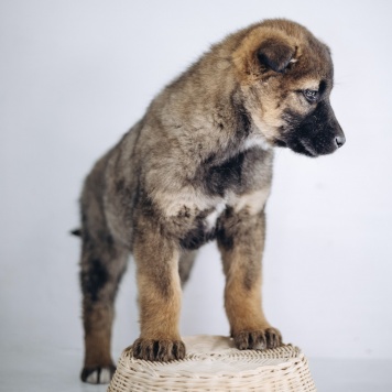 Собаки в добрые руки - Мия - 4