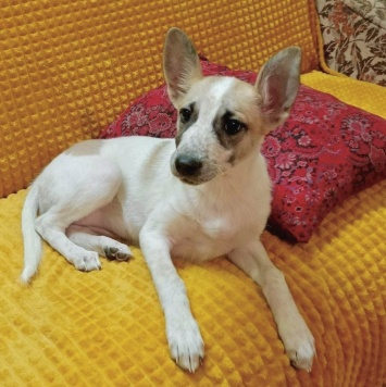 Юна - Собаки в добрые руки