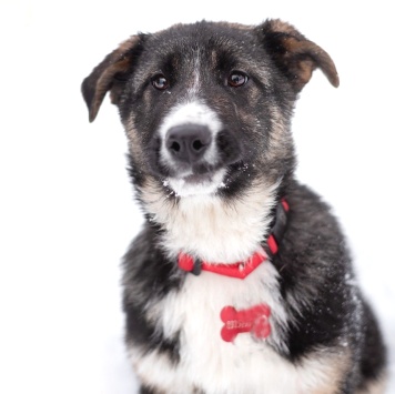 Лада - Собаки в добрые руки