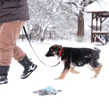 Собаки в добрые руки - Лада - 1