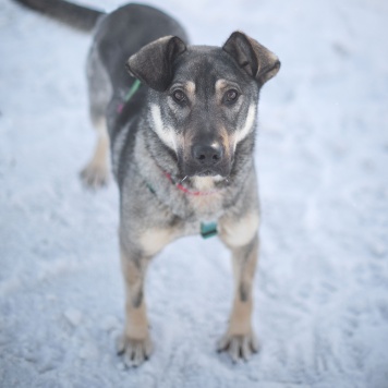 Собаки в добрые руки - Аспирин - 1