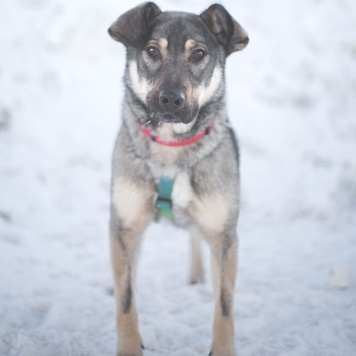 Собаки в добрые руки - Аспирин - 2