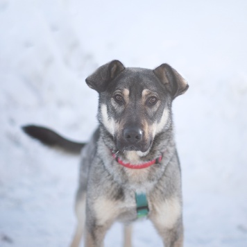 Собаки в добрые руки - Аспирин - 3