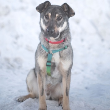 Собаки в добрые руки - Аспирин - 4