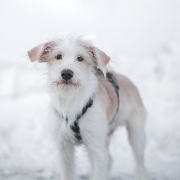 Собаки в добрые руки - Оззи