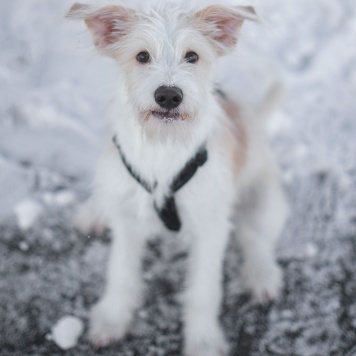 Собаки в добрые руки - Оззи - 2