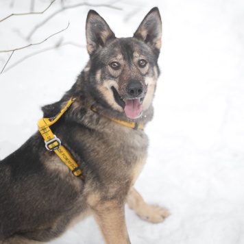 Собаки в добрые руки - Баранка