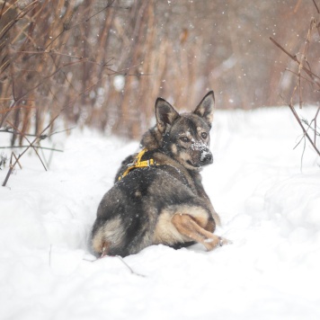 Собаки в добрые руки - Баранка - 1