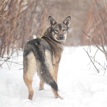 Собаки в добрые руки - Баранка - 2