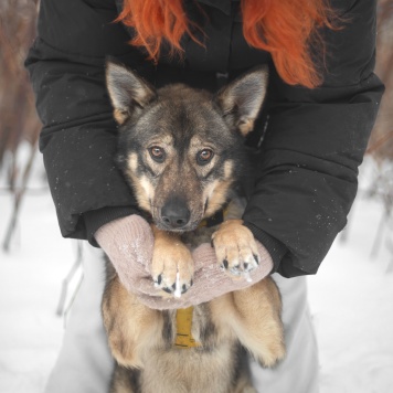 Собаки в добрые руки - Баранка - 3
