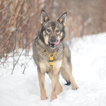 Собаки в добрые руки - Баранка - 4