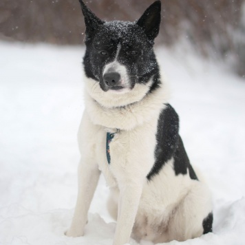 Собаки в добрые руки - Пискель