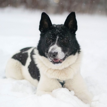 Собаки в добрые руки - Пискель - 2