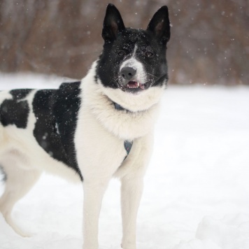Собаки в добрые руки - Пискель - 3
