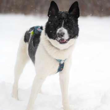 Собаки в добрые руки - Пискель - 4