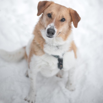 Собаки в добрые руки - Ряженка - 1