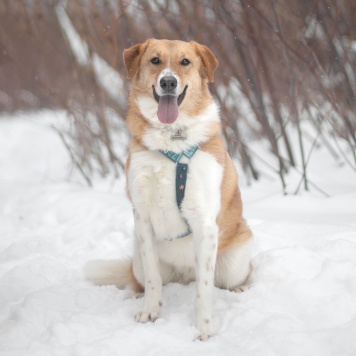 Собаки в добрые руки - Ряженка - 2